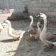 قو غاز آفریقای