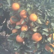 پرتقال خونی تاراکو