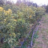 فروش انواع نهال کامکوات و لایمکوات پایه سیتروملو