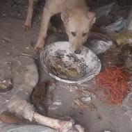 توله سگ نر واگذاری