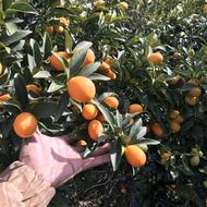 میوه کامکوات