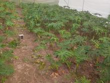 انجیری فری زمینی در شیپور