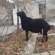 قوچ سیاه موفر نژادگیری دامازلیخ