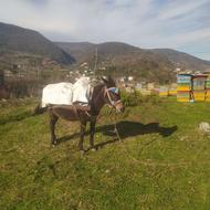 فروش قاطر ماچیکی 9سال بشرط قیمت 60