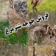 فروش شترمرغ 5 روزه و 1 ماهه خریداز شرکت