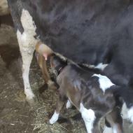 گاو تازه زایده