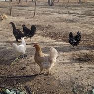 خروس ومرغ محلی وگلین