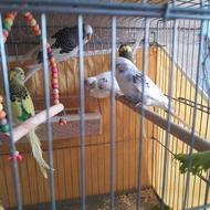 پرنده مرغ عشق