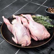 بلدرچین کبوتری