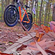 دوچرخه نو سایز 29