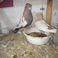 جفت سینه دورنگ و سینه زرد