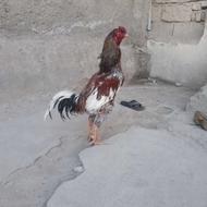 خروس لاری اصیل نسل 14ماهه،سه،دونگ،فیلم،کسو،موجود