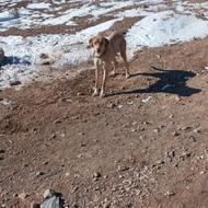 واگذاری سگ ماده پژدر