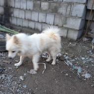 واگذاری سگ آرام ودوست داشتنی نداشتن وقت