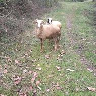 فروشی گوسفند نر و ماده