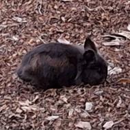 خرگوش لوپ ماده مشکی