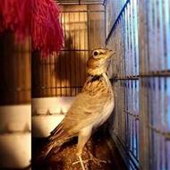 سهره خاکی آواز خوان