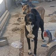 سگ سگ سرابیی واگذاری