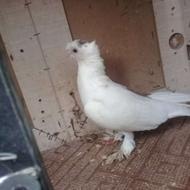 کبوتر راعبی نر