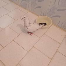 کفتر،کبوتر