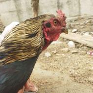 خروس لاری اصیل پاکستانی