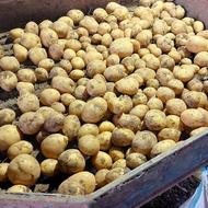 سیب زمینی اسپریت سورد تک دانه 20 تن