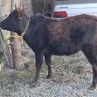 گاو گوساله ماده طلم