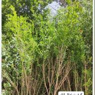 فروش نهال زرشک تمشک توت شاه توت بلوبری نارنگی