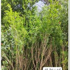 فروش نهال زرشک تمشک توت شاه توت بلوبری نارنگی