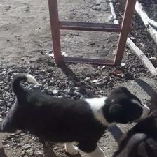 واگذاری توله سگ سرابی 45روزه