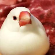 جوجه فنچ نرگسی خریدارم