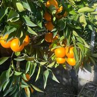 فروش زمین کشاورزی سنددار 767 متر در مرکز شهر