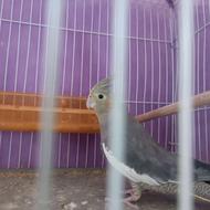 عروس هلندی خاکستری