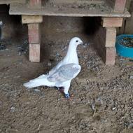 کبوتر دوبال بلژیکی