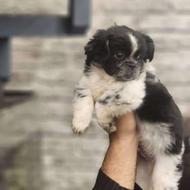 واگذاری سگ پیکینیز امپریال