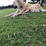 سگ افغان عالی