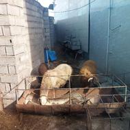 گوسفند مار وره با نر سیلک عالی برای داشتی