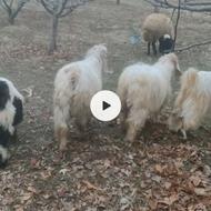 فروش چهار تا بزغاله نر قیمت توافقی