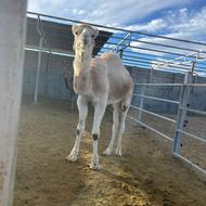 شتر سفید فروشی