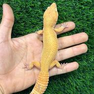 فروش انواع لوازم جانبی خزندگان