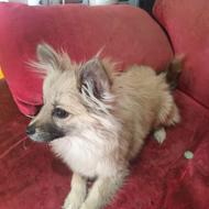 واگذاری 7 ماهه هست حرف گوش کن هست