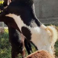 بزپاکستانی