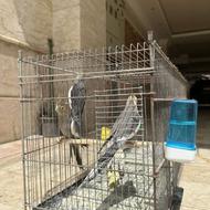 طوطی عروس از جوجه تا بالغ