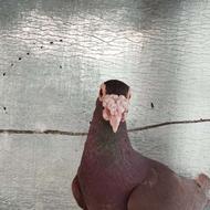 فروش فوری با هم 1.2000