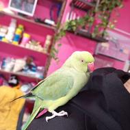 ملنگو ماده رام سخنگو