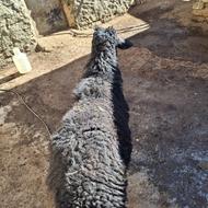 فروش بران بشرت چهار دندان