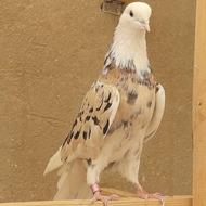 کفتر یک جفت جوجه هوایی و زمینی