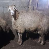 بره قوچ 12 ماه