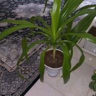 گل سوسن عنکبوتی