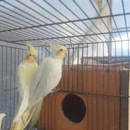 جفت مولد پرنده طوطی عروس